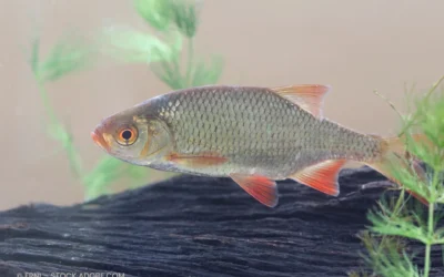 Rotfeder – Scardinius erythrophthalmus