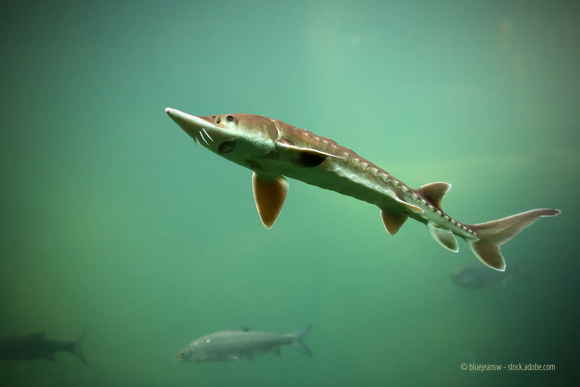 Stör im Wasser